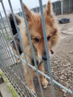 Na zdjęciu jeden z psów ze schroniska w Choszcznie.
