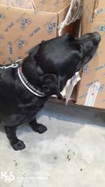 czarny pies służbowy – Lili podczas obwąchiwania kontrolowanych przesyłek