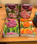 Cebulki kwiatów ozdobnych z Wielkiej Brytanii